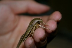 Theretra oldenlandiae oldenlandiae