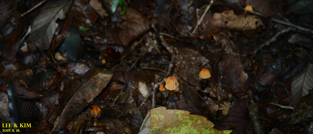 Marasmius siccus · August 2019 · photo: © pintail (iNaturalist, cc-by)