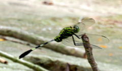 Orthetrum sabina