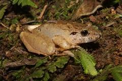 Limnonectes microdiscus