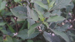 Hygrophila