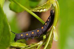 Theretra oldenlandiae oldenlandiae