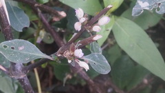 Hygrophila