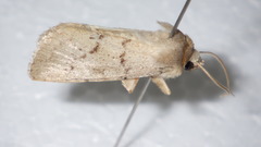 Epipsilia grisescens