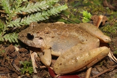 Limnonectes microdiscus