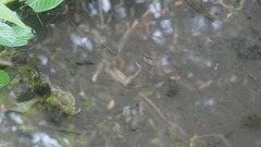 Dermogenys pusilla