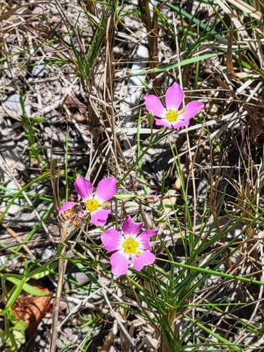 Image of Sabatia stellaris by (c) Charles Swift, some rights reserved (CC BY)