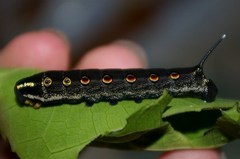 Theretra oldenlandiae oldenlandiae