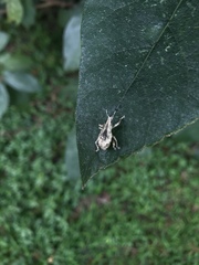 Dermatoxenus caesicollis