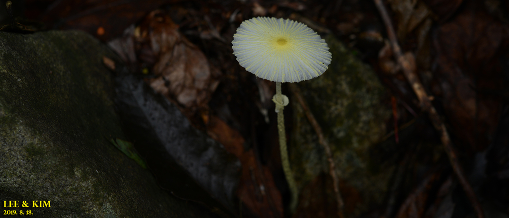 Leucocoprinus fragilissimus · August 2019 · photo: © pintail (iNaturalist, cc-by)