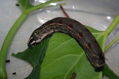 Theretra oldenlandiae oldenlandiae