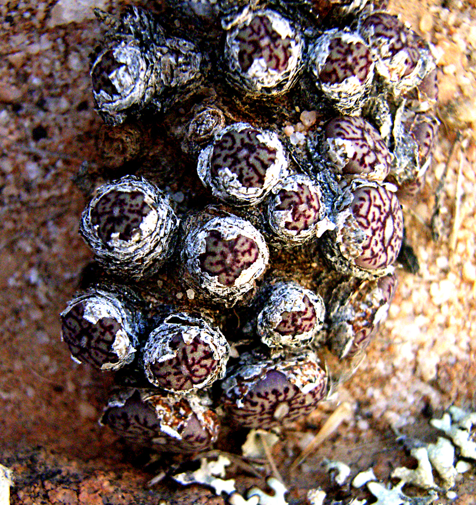 Conophytum minimum, Western Cape, ZA