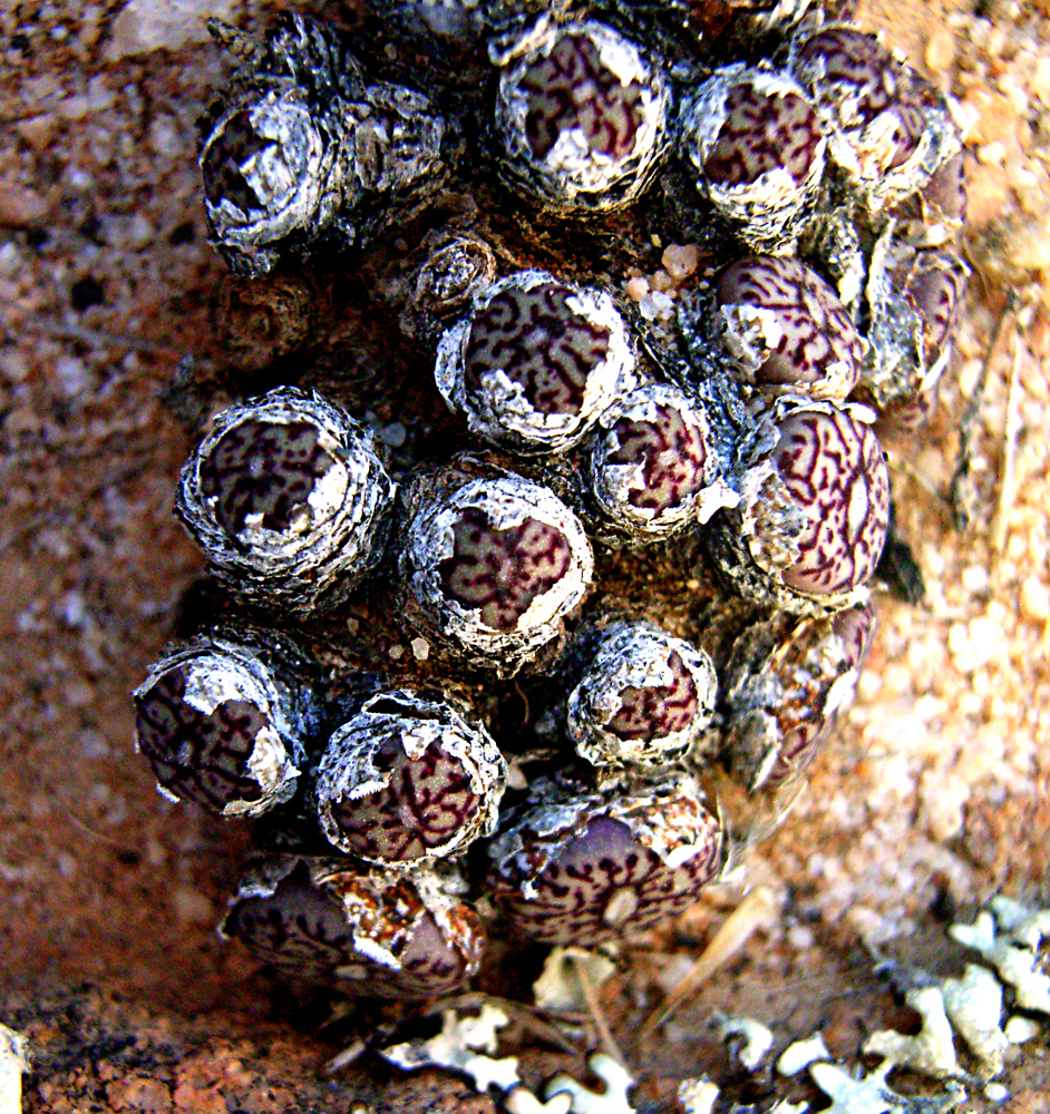 Mesembryanthemum scitulum N.E.Br.