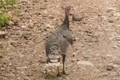 Meleagris gallopavo mexicana