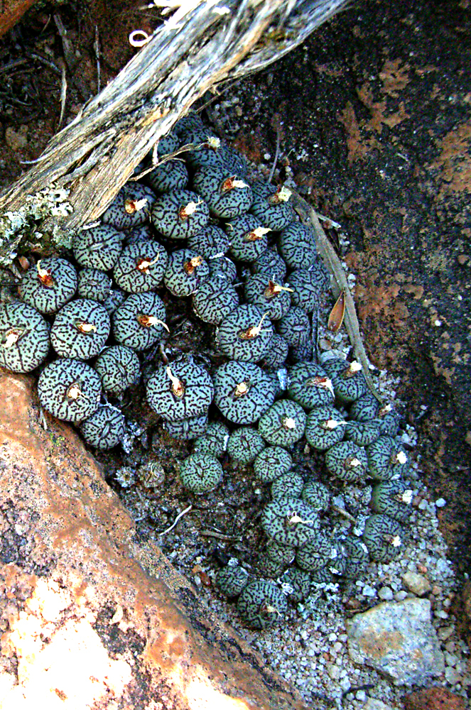 Mesembryanthemum scitulum N.E.Br. 2