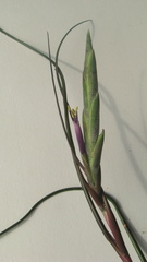 Tillandsia bulbosa