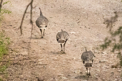 Meleagris gallopavo mexicana