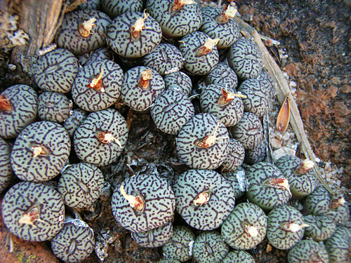 Conophytum minimum
