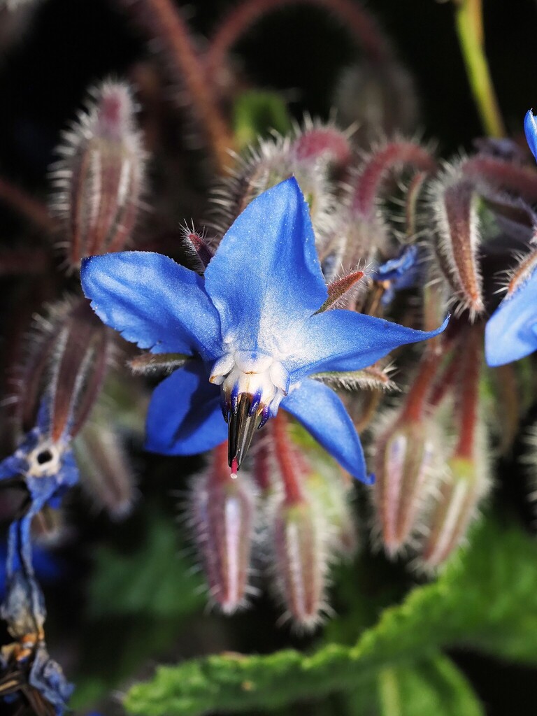 Borago officinalis