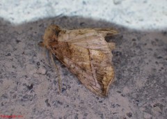 Pseudeva purpurigera