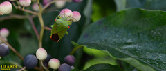 Acanthosoma labiduroides