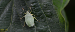 Acanthosoma labiduroides
