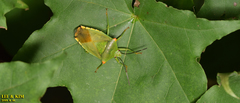 Acanthosoma labiduroides