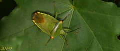 Acanthosoma labiduroides