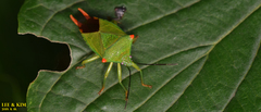 Acanthosoma labiduroides