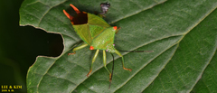 Acanthosoma labiduroides