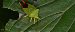 Acanthosoma labiduroides