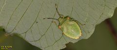 Acanthosoma labiduroides