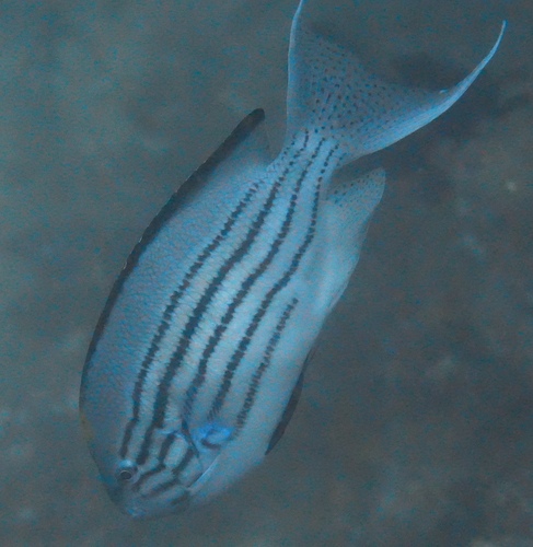 Blackstriped angelfish (Genicanthus lamarck) — Pomacanthidae — 5