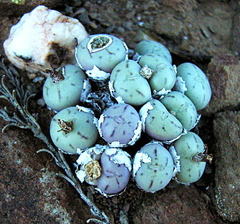 Conophytum piluliforme