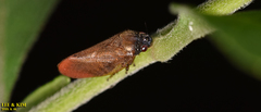 Eoscarta assimilis