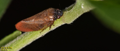 Eoscarta assimilis