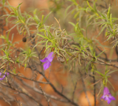 Eremophila gilesii
