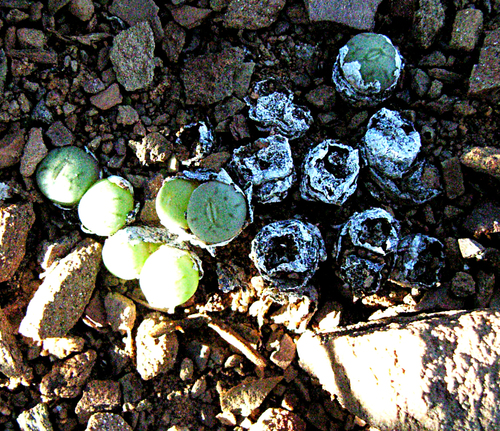 Conophytum piluliforme