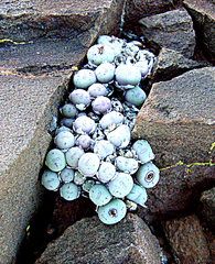 Conophytum piluliforme