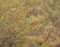 Dodonaea boroniifolia