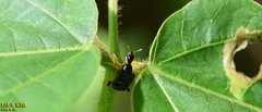 Phymatapoderus