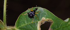 Phymatapoderus