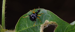 Phymatapoderus