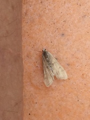Ostrinia nubilalis