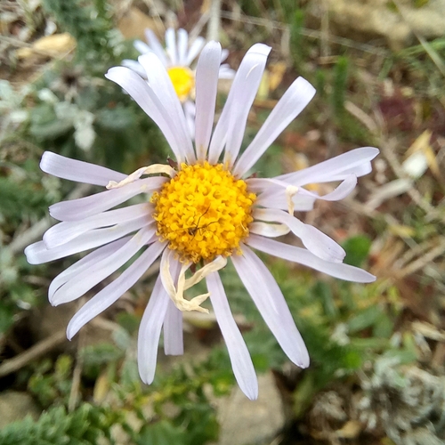 Image of Felicia echinata by (c) kevin koen, some rights reserved (CC BY-SA)