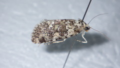 Bryophila domestica