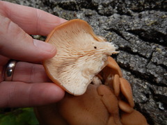 Lentinellus cochleatus