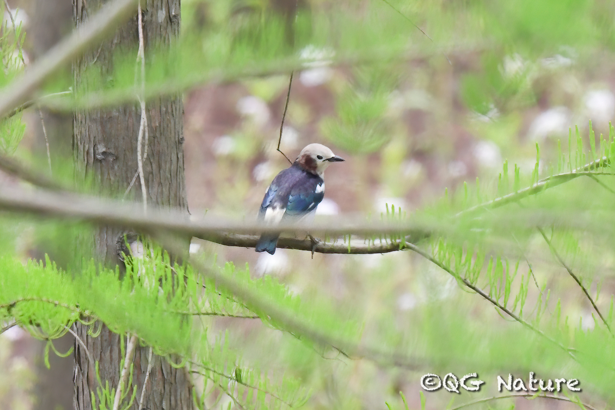 Chestnut-cheeked Starling