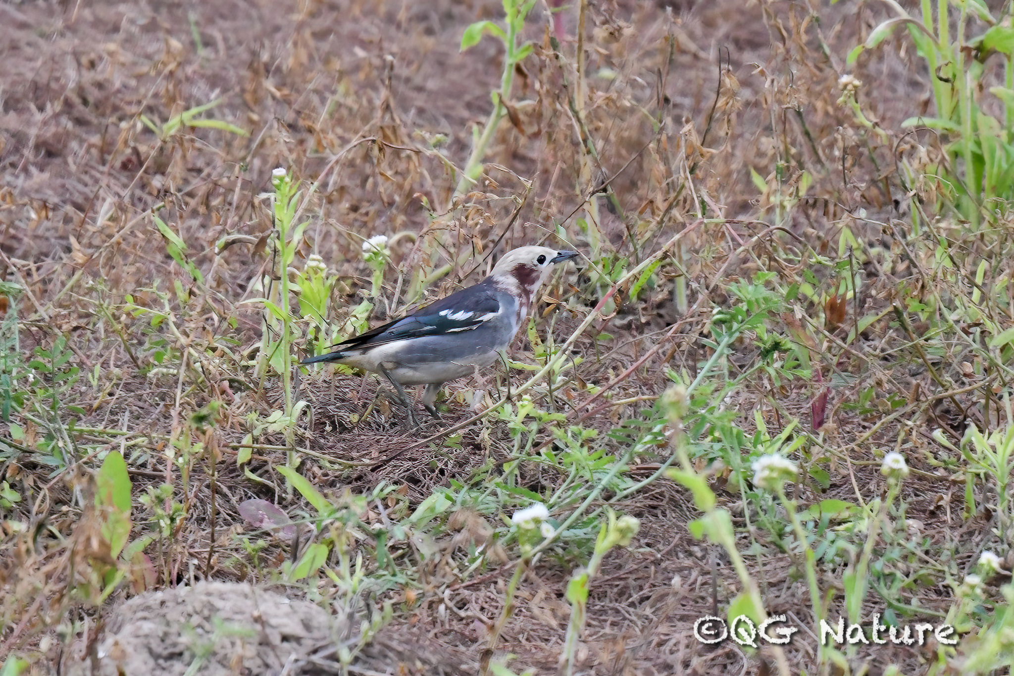 Chestnut-cheeked Starling