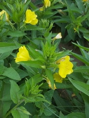 Oenothera cambrica